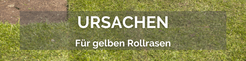 Was sind die Ursachen für gelben Rollrasen?