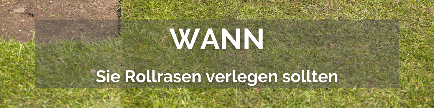 Rollrasen selbst verlegen Die Anleitung für Hobbygärtner und Laien